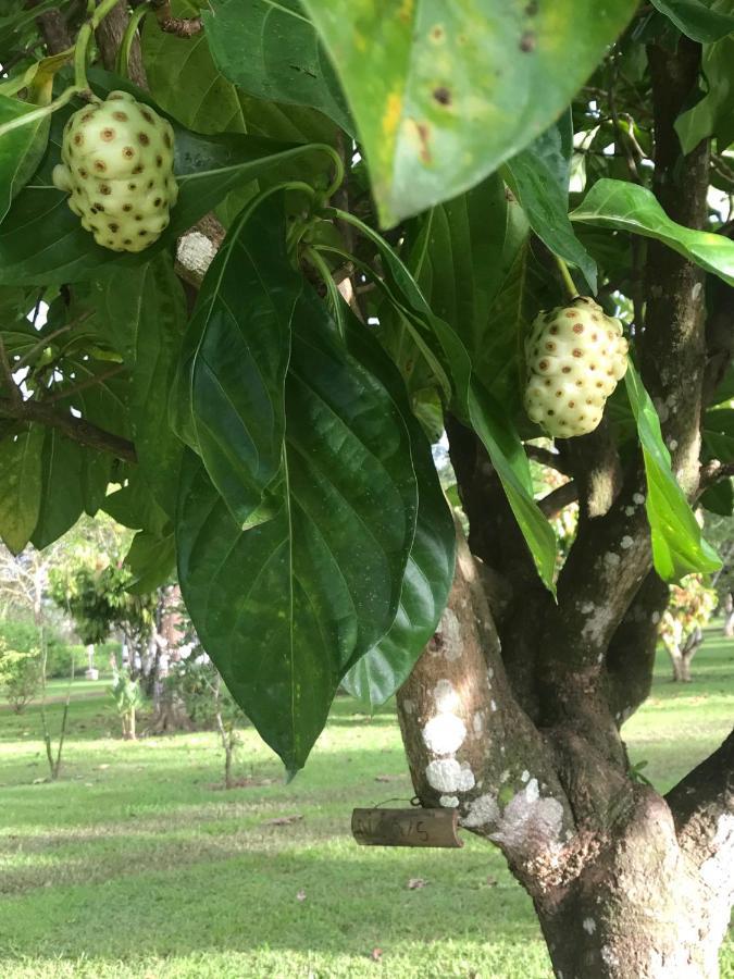 Hotelsonidosamados-Osa Sierpe ภายนอก รูปภาพ